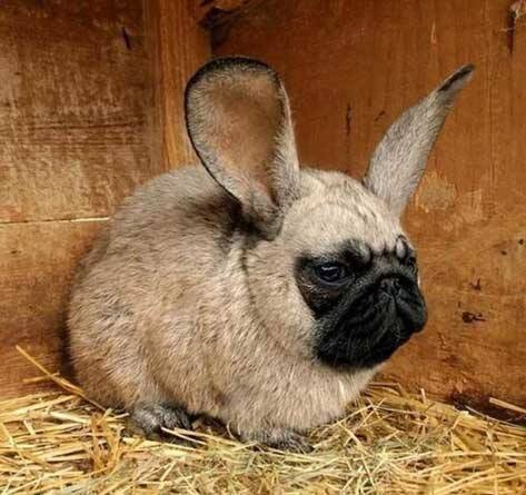 pug-bunny.jpg